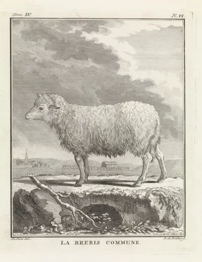 Schaap