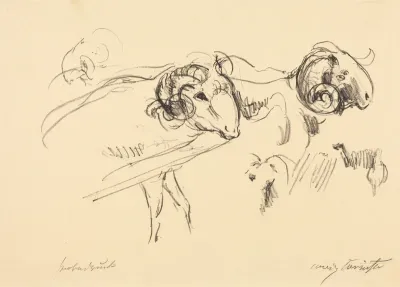 Schafböcke (Rams)