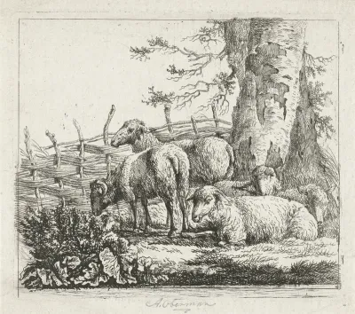 Schapen bij een gevlochten hek