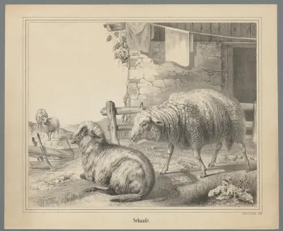 Schapen bij een huis