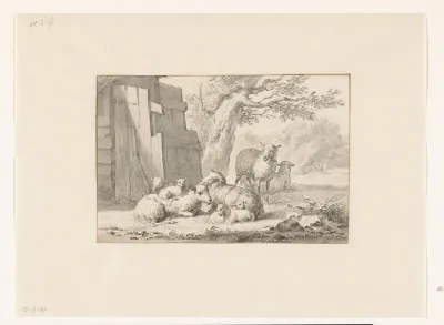 Schapen bij een schuur