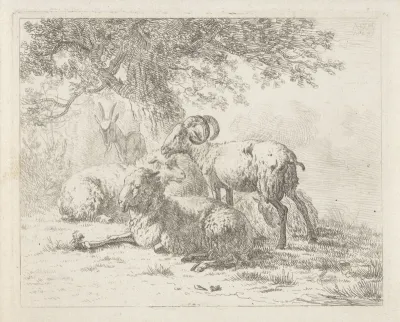 Schapen en een bok