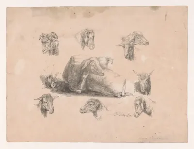 Schapen en rammen