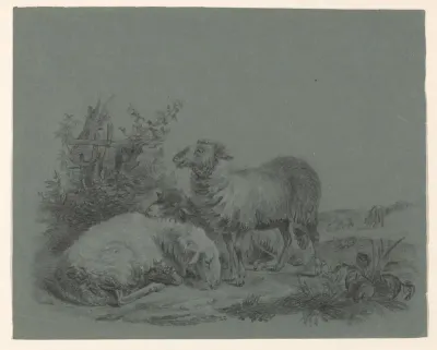 Schapen in een weide