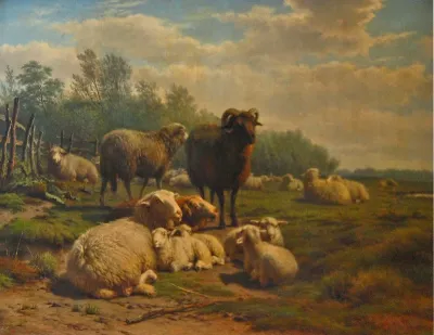 Schapen in weide