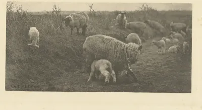 Schapen op de heide in Suffolk