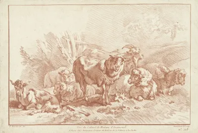 Schapen