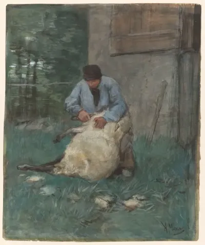Schapenscheerder