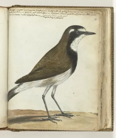 Schapevogel of Kaapse nachtegaal