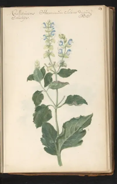 Scharlei (Salvia sclarea)
