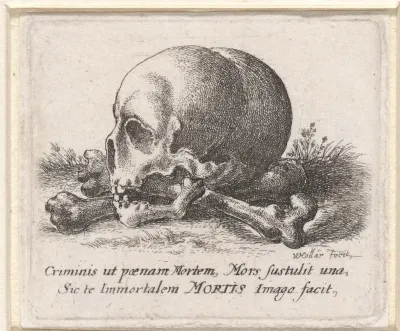 Schedel en beenderen