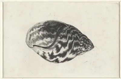 Schelp, achatina achatina