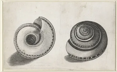 Schelp, architectonica trochlearis