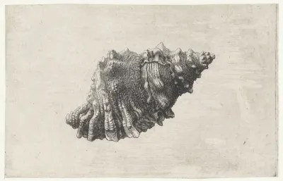 Schelp, bursa rubeta
