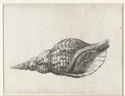 Schelp, charonia tritonis