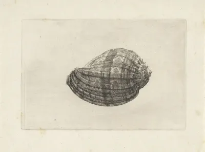 Schelp, harpa major