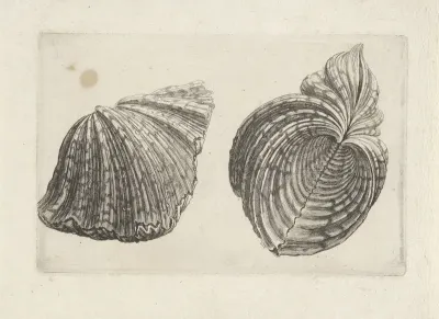 Schelp, hippopus hippopus