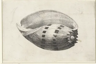 Schelp, melo amphora