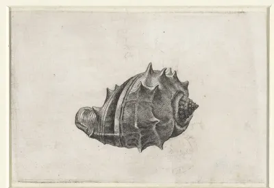 Schelp, melongena melongena
