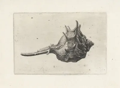 Schelp, murex brevispina