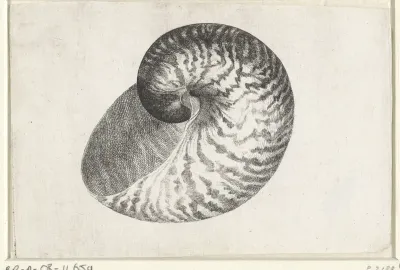 Schelp, nautilus pompilius