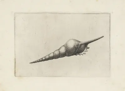 Schelp, tibia fusus melanocheilus