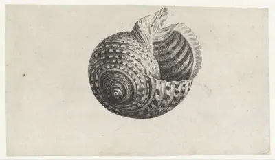 Schelp, tonna dolium