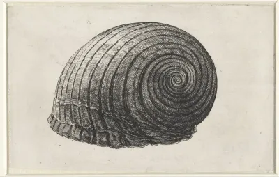 Schelp, tonna galea
