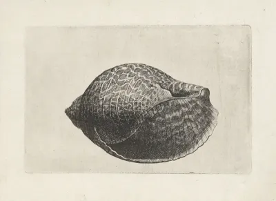 Schelp, tonna perdix