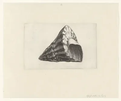 Schelp, trochus niloticus