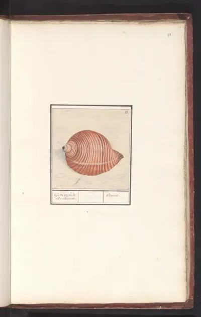 Schelp van een zeeslak