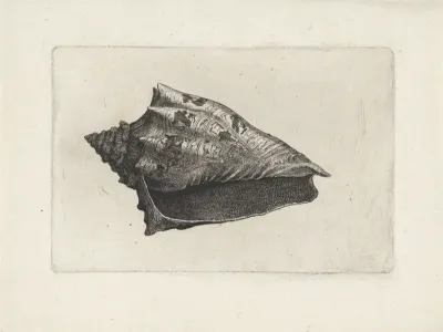 Schelp, voluta ebraea