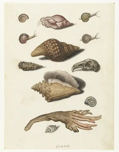 Schelpdieren, zeewier, slakken en konijnenschedel