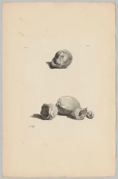 Schelpen