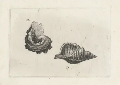 Schelpen, angaria delphinus (A) en cymatium pileare (B)