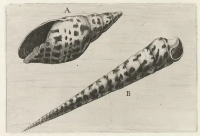 Schelpen, mitra cardinalis (A) en terebra subulata (B)