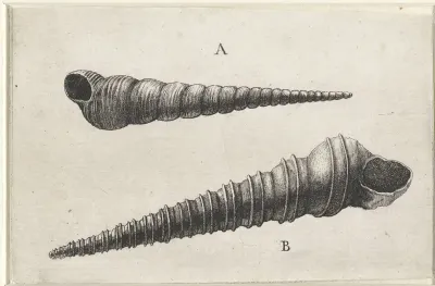 Schelpen, turritella terebra (A) en turritella duplicata (B)