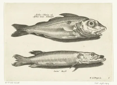 Schelvis en snoek