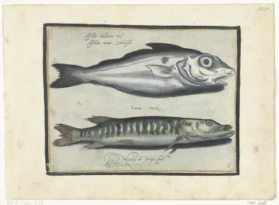 Schelvis en snoek