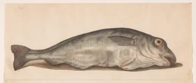 Schelvis