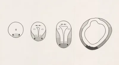 Schematic representation of an embryonic organ