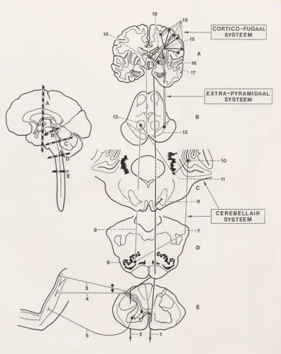 Schematic representation of the central nervous system