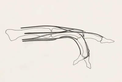Schematic representation of the finger and joint movement of an iguana
