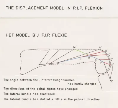 Schematic representation of the finger