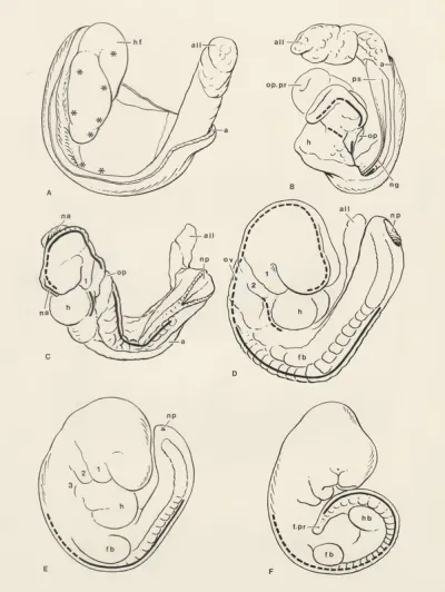 Schematic representation of the growth of an embryo