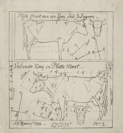 Schematische weergave van een staande koe van drie jaar oud en een volwassen koe