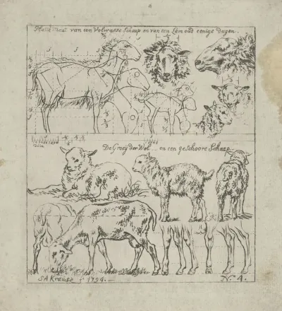 Schematische weergave van schapen van diverse leeftijden