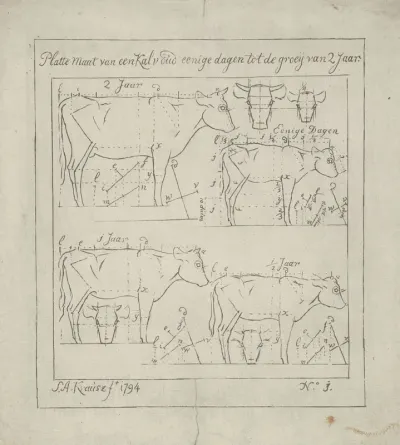 Schematische weergave van staande koeien van twee jaar en jonger