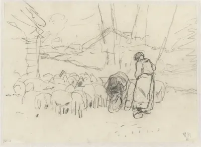 Scheren van schapen