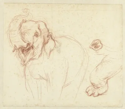 Schets van een olifant, poot en slurf